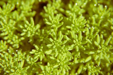 Yerdeki yeşil bitkilerin arka plan