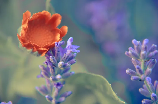 Healing herbs, lavender and calendula flowers closeup — Stock Photo, Image