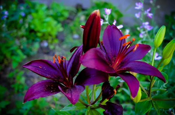 背景の暗い黒い花びらを持つユリの花のマクロ写真 — ストック写真