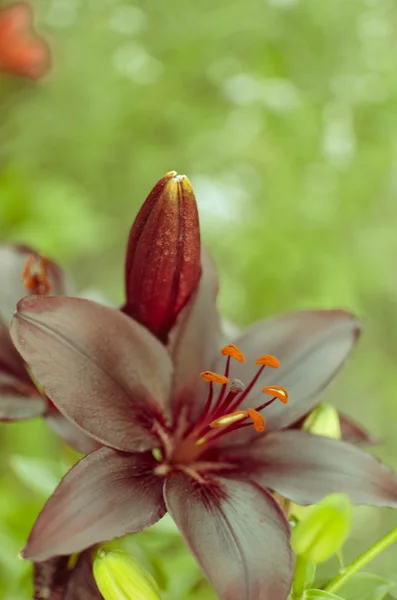 Makrofotografie einer Lilienblüte mit dunkelschwarzen Blütenblättern auf dem Hintergrund — Stockfoto