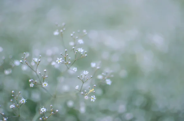 Arka plan bulanık, küçük beyaz çiçekler gypsophila, seçici odak ile — Stok fotoğraf