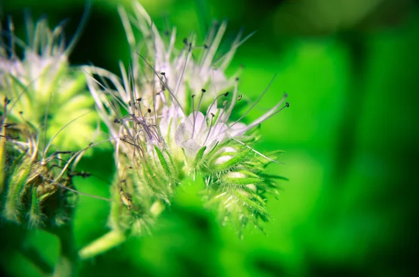 Крупним планом квітка фацелії сочевиця і скромна бджола збирає нектар — стокове фото