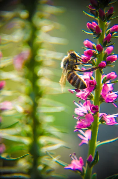 Gemeenschappelijke heather-calluna vulgaris. Kleine honing bos plant en decoratieve tuin . — Stockfoto