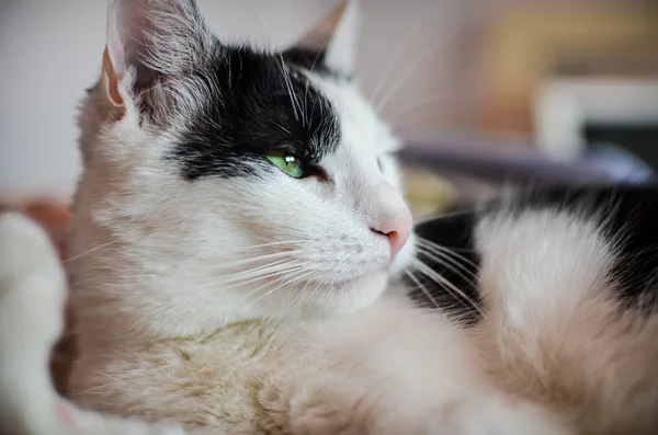 Black and white cat — Stock Photo, Image