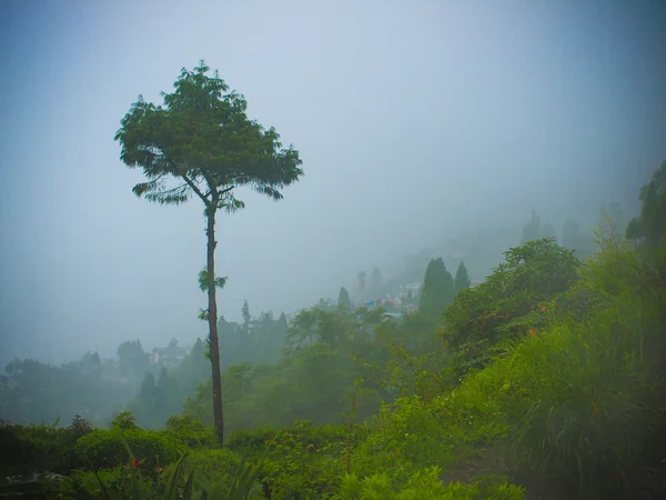 Paisaje húmedo con árbol solitario en la niebla de la mañana, verano —  Fotos de Stock