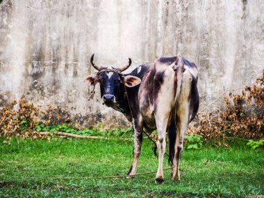 Hindistan, sokaklarında genç kutsal inek
