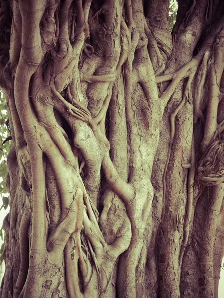 Tree trunk grunge naturliga, ekologiska bakgrunden, textur. — Stockfoto