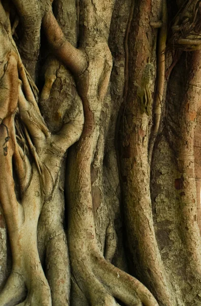 Drzewo tułowia naturalne, organiczne tło grunge, tekstura. — Zdjęcie stockowe
