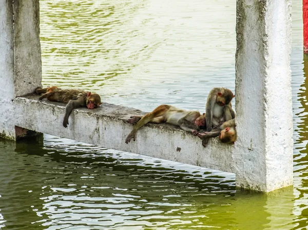 Singes indiens dormant près de l'eau — Photo