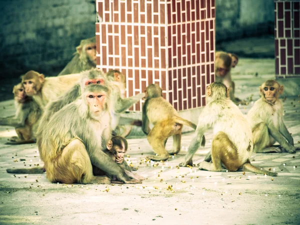 India: Baby aap met het gezin in de heilige tempel. — Stockfoto