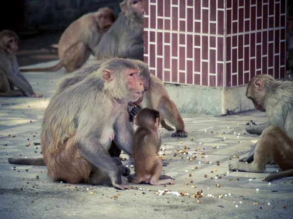 India: Baby aap met het gezin in de heilige tempel. — Stockfoto