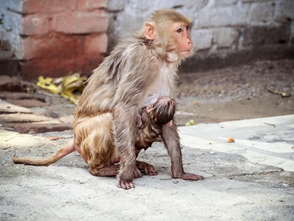 India: Baby aap met het gezin in de heilige tempel. — Stockfoto