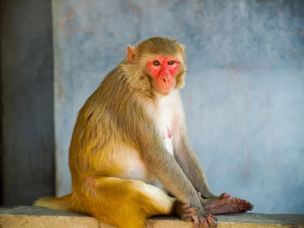 Closeup om een aap zittend op de muur in India — Stockfoto