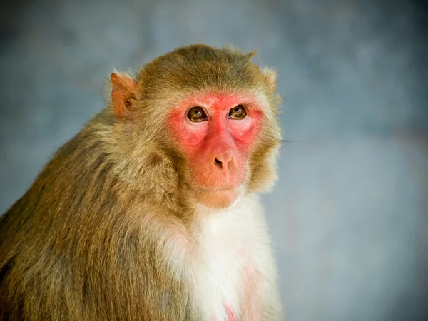 Closeup om een aap zittend op de muur in India — Stockfoto