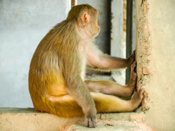 Closeup om een aap zittend op de muur in India — Stockfoto