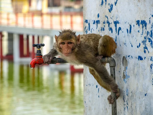 Aap het drinken van leidingwater bij warme zomerdag — Stockfoto