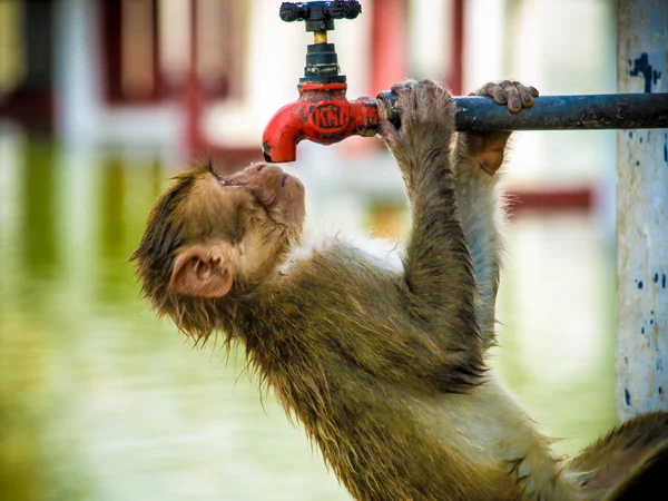 Aap het drinken van leidingwater bij warme zomerdag — Stockfoto