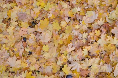 Arka plan bir grup sonbahar turuncu yaprak