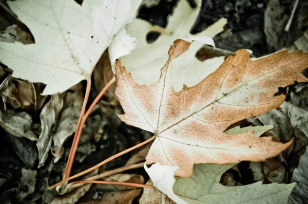 Achtergrond van een groep oranje Herfstbladeren — Stockfoto