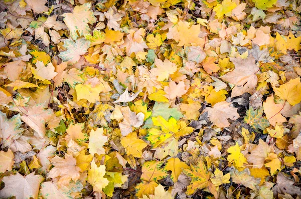 Fundo de um grupo outono folhas de laranja — Fotografia de Stock