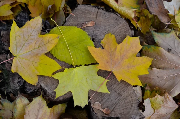 Achtergrond van een groep oranje Herfstbladeren — Stockfoto