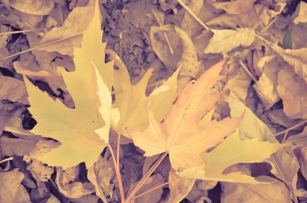 Zázemí skupiny podzimní oranžové listy — Stock fotografie
