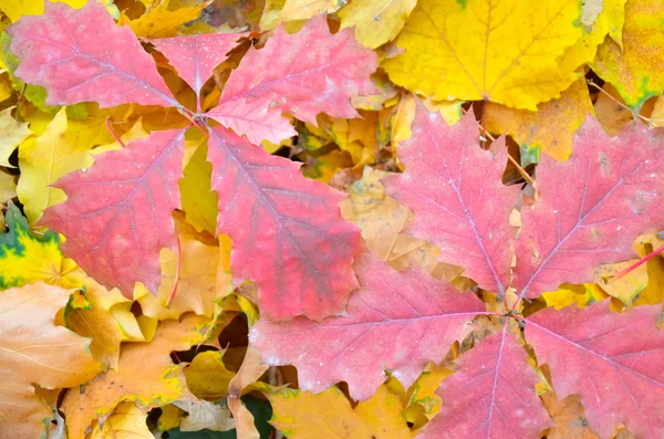 グループ オレンジ紅葉の背景 — ストック写真