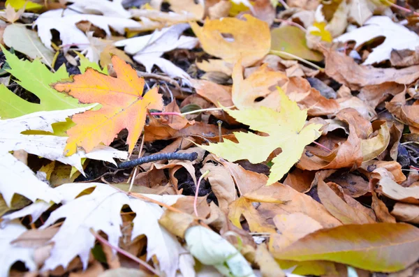 グループ オレンジ紅葉の背景 — ストック写真