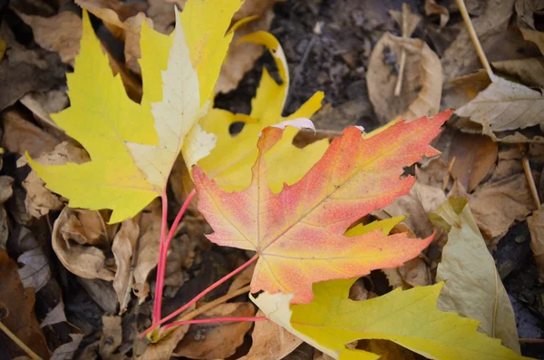 グループ オレンジ紅葉の背景 — ストック写真