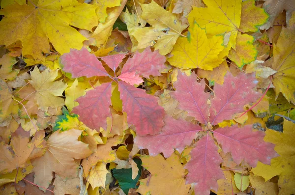 Achtergrond van een groep oranje Herfstbladeren — Stockfoto