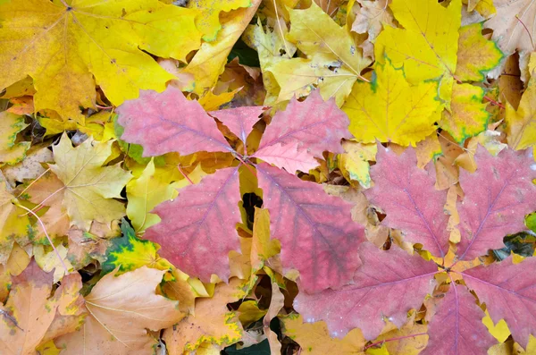 Achtergrond van een groep oranje Herfstbladeren — Stockfoto