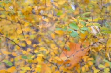 Güzel doğal sonbahar ağaç background.retro