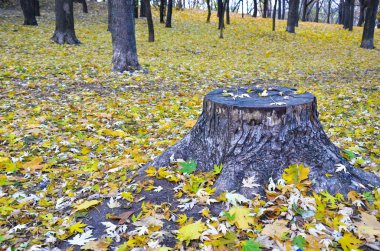 Ormandaki yaşlı bir ağaç kütüğü sonbahar yaprakları