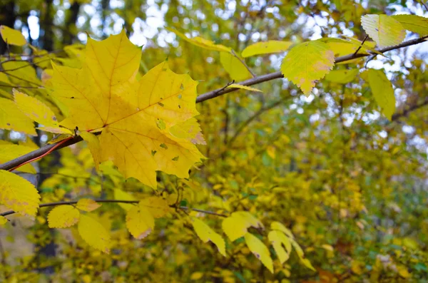 Bela árvore de outono natural background.retro — Fotografia de Stock