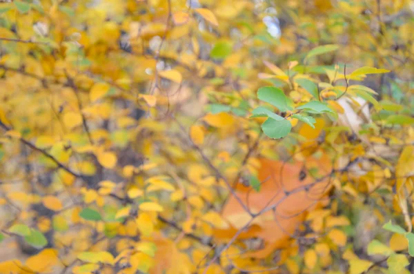 Güzel doğal sonbahar ağaç background.retro