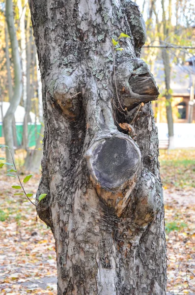 Background of bark tree at the park — Stock Photo, Image