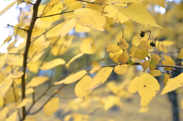 Schöne natürliche Herbst Baum background.retro — Stockfoto