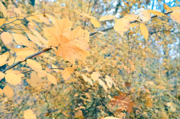 Piękne naturalne jesień drzewa background.retro — Zdjęcie stockowe
