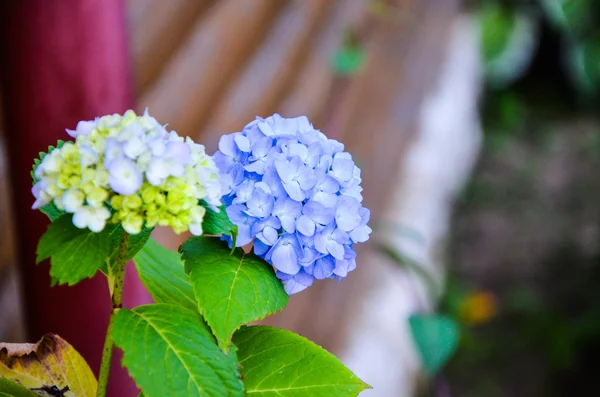 Flor de hortensia azul claro en el jardín —  Fotos de Stock