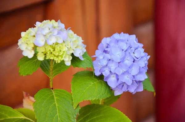 Flor de hortensia azul claro en el jardín —  Fotos de Stock