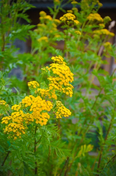 Flores amarillas creciendo en el patio tradicional Montañas de los Cárpatos —  Fotos de Stock