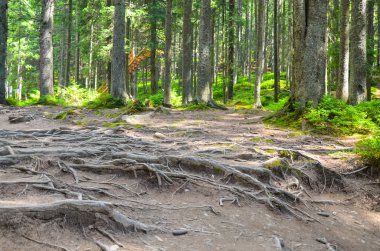 Orman ağaçları. doğa yeşil ahşap güneş ışığı arka planı