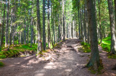 Orman ağaçları. doğa yeşil ahşap güneş ışığı arka planı