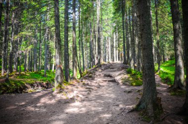 Orman ağaçları. doğa yeşil ahşap güneş ışığı arka planı