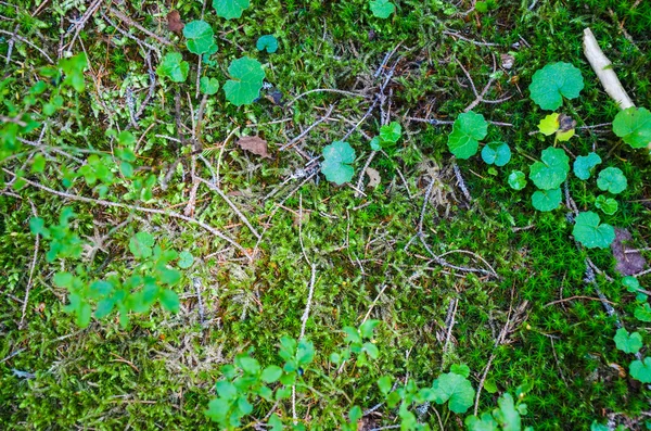 Macro di muschio verde brillante — Foto Stock
