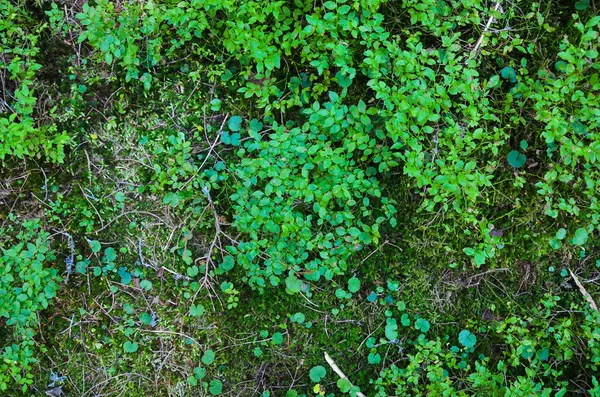 Brillante verde musgo macro disparo —  Fotos de Stock