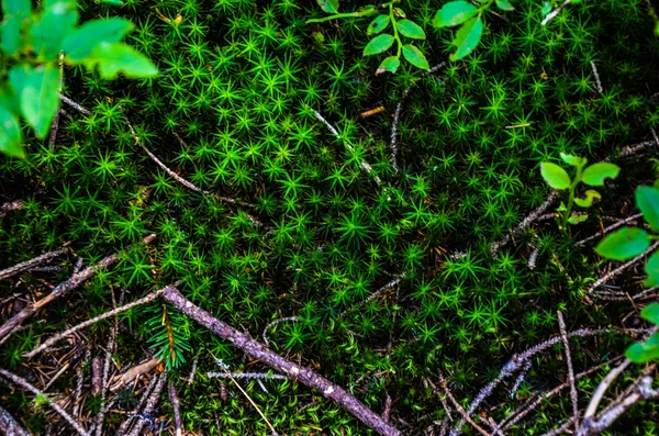 Bright green moss macro shot — Stock Photo, Image