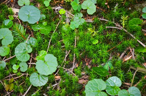 鮮やかな緑色の苔のマクロショット — ストック写真