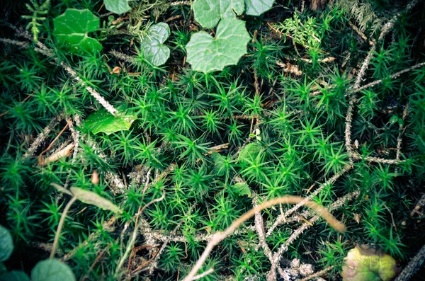 Bright green moss macro shot — Stock Photo, Image