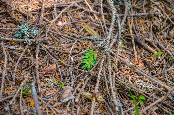 Bright green moss macro shot — Stock Photo, Image